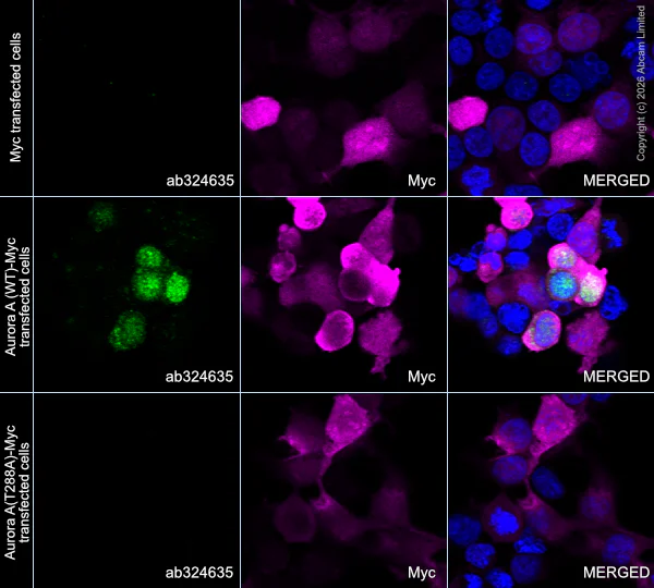 Immunocytochemistry/ Immunofluorescence - Alexa Fluor® 594 Anti-Myc tag antibody [9E10] (AB223894)
