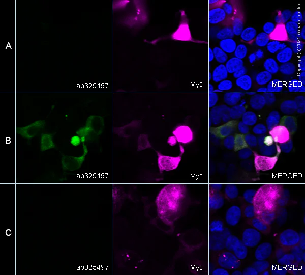 Immunocytochemistry/ Immunofluorescence - Alexa Fluor® 594 Anti-Myc tag antibody [9E10] (AB223894)
