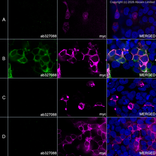 アンファティ モイスチャ IF Anti-Myc tag Alexa Fluor® 594 antibody [9E10] (ab223894) IgG1 | Abcam