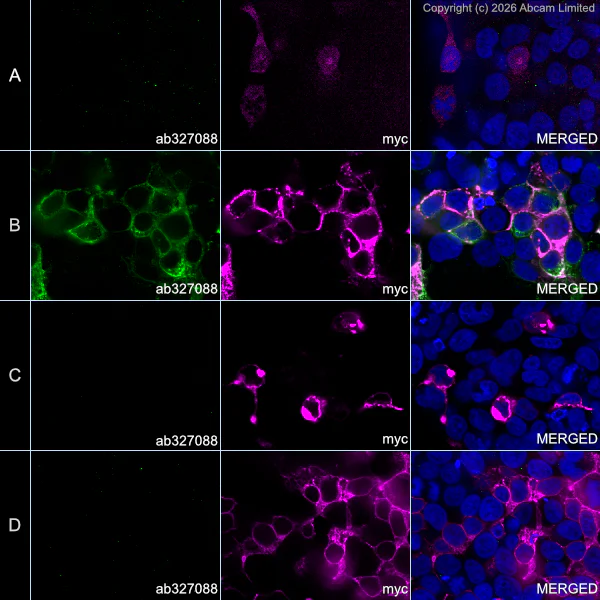 Immunocytochemistry/ Immunofluorescence - Alexa Fluor® 594 Anti-Myc tag antibody [9E10] (AB223894)