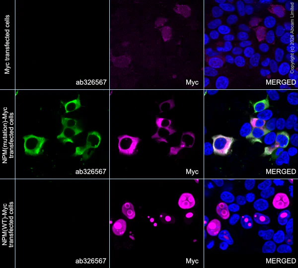 Immunocytochemistry/ Immunofluorescence - Alexa Fluor® 594 Anti-Myc tag antibody [9E10] (AB223894)