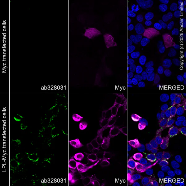 Immunocytochemistry/ Immunofluorescence - Alexa Fluor® 594 Anti-Myc tag antibody [9E10] (AB223894)