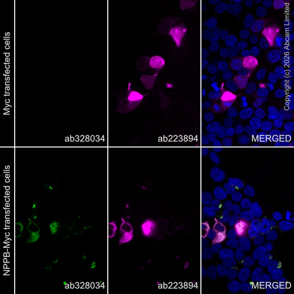 Immunocytochemistry/ Immunofluorescence - Alexa Fluor® 594 Anti-Myc tag antibody [9E10] (AB223894)