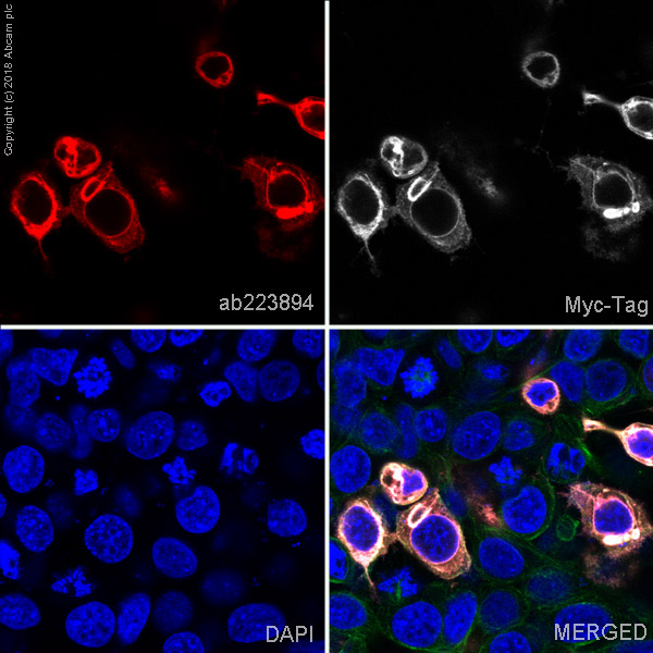 Immunocytochemistry/ Immunofluorescence - Alexa Fluor® 594 Anti-Myc tag antibody [9E10] (AB223894), expandable thumbnail