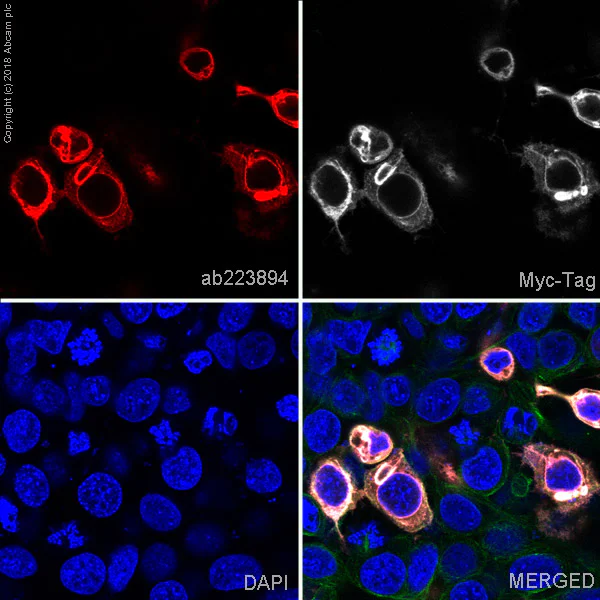 Immunocytochemistry/ Immunofluorescence - Alexa Fluor® 594 Anti-Myc tag antibody [9E10] (AB223894)