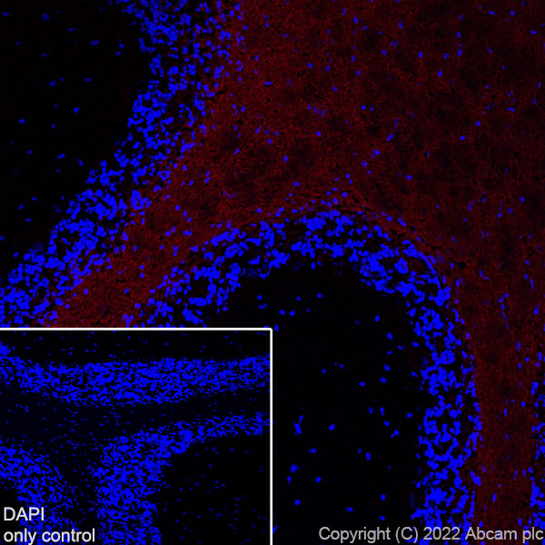 Alexa Fluor® 594 Anti-Myelin oligodendrocyte glycoprotein