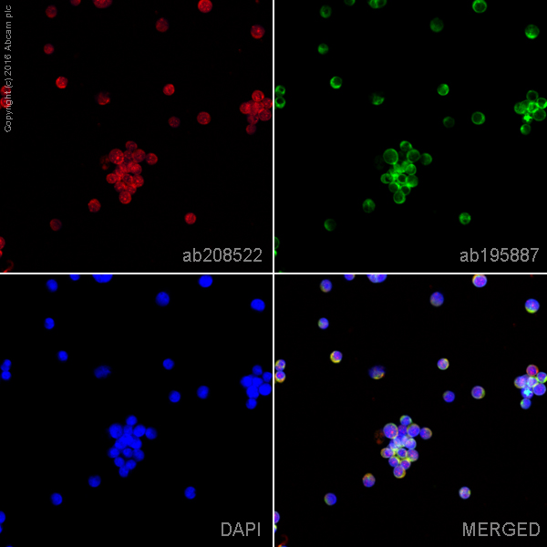 Immunocytochemistry/ Immunofluorescence - Alexa Fluor® 594 Anti-N WASP antibody [EPR6959] (AB208522), expandable thumbnail