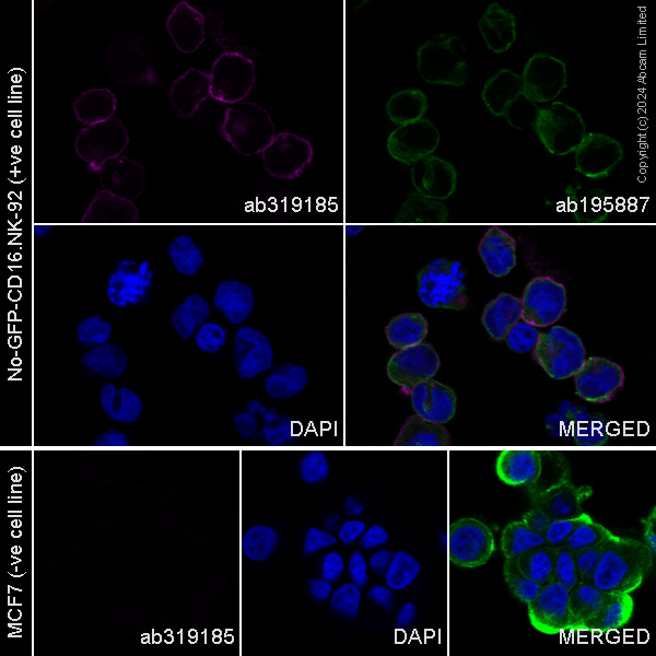 Immunocytochemistry/ Immunofluorescence - Alexa Fluor® 594 Anti-NCAM1 antibody [EPR26939-108] (AB319185), expandable thumbnail