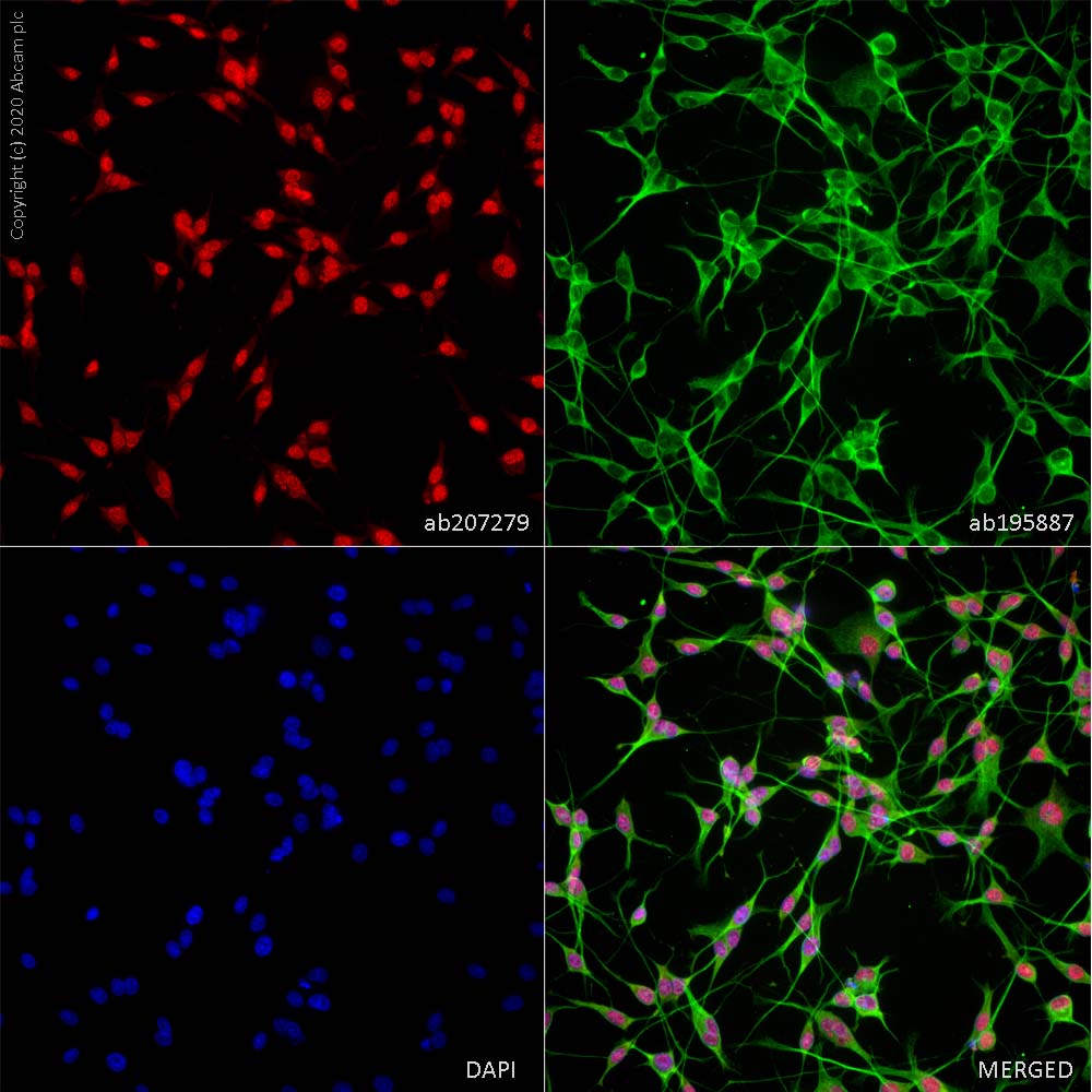 Immunocytochemistry - Alexa Fluor® 594 Anti-NeuN antibody [EPR12763] - Neuronal Marker (AB207279), expandable thumbnail