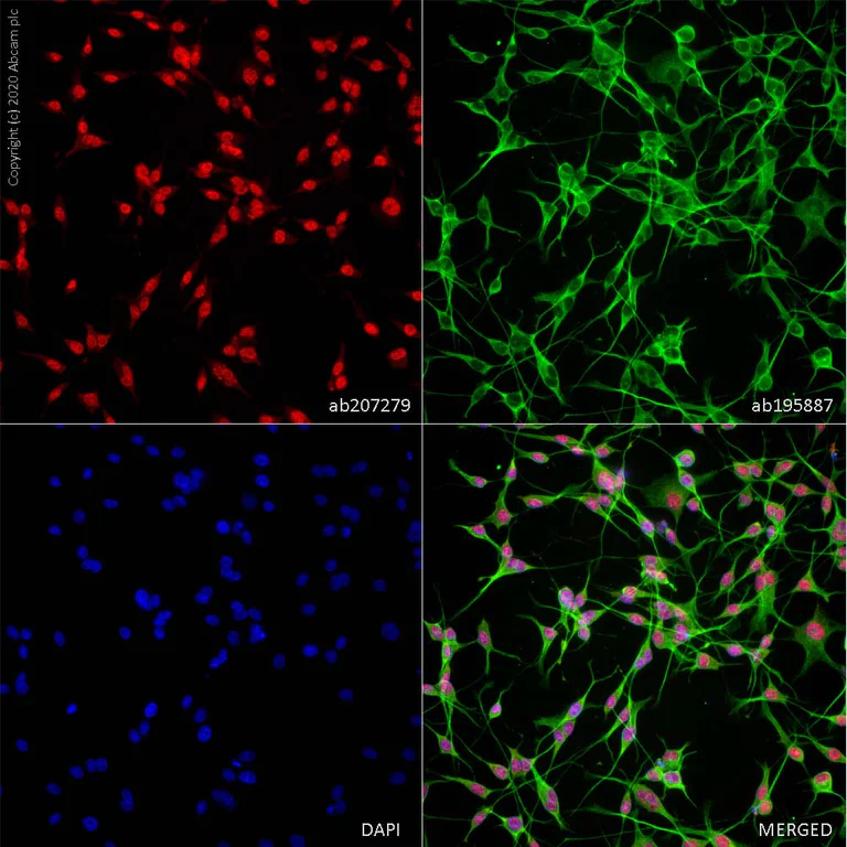 Alexa Fluor® 594 Anti-NeuN 抗体 [EPR12763] - Neuronal Marker