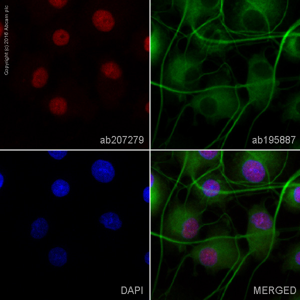 Immunocytochemistry - Alexa Fluor® 594 Anti-NeuN antibody [EPR12763] - Neuronal Marker (AB207279), expandable thumbnail