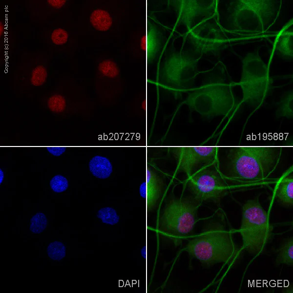 Alexa Fluor® 594 Anti-NeuN 抗体 [EPR12763] - Neuronal Marker