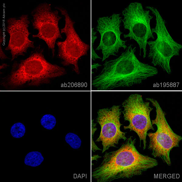 Immunocytochemistry/ Immunofluorescence - Alexa Fluor® 594 Anti-Nrf2 antibody [EP1808Y] (AB206890)