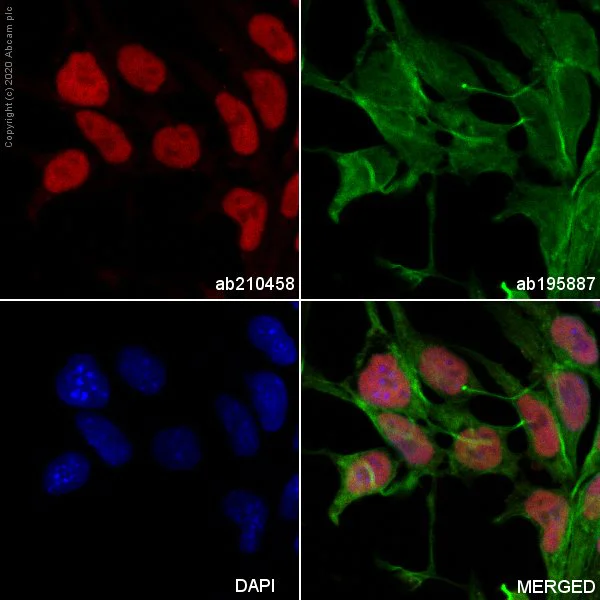 Immunocytochemistry/ Immunofluorescence - Alexa Fluor® 594 Anti-Oct4 antibody [EPR17929] (AB210458)