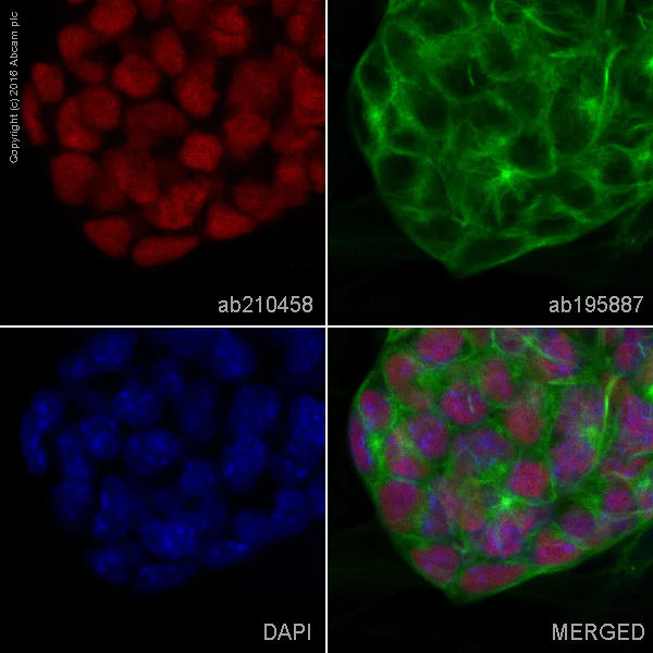 Immunocytochemistry/ Immunofluorescence - Alexa Fluor® 594 Anti-Oct4 antibody [EPR17929] (AB210458)