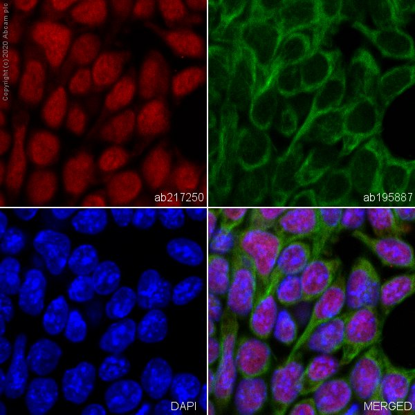 Immunocytochemistry/ Immunofluorescence - Alexa Fluor® 594 Anti-Oct4 antibody [EPR17980] (AB217250), expandable thumbnail