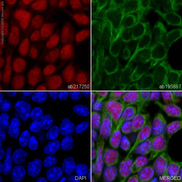 Immunocytochemistry/ Immunofluorescence - Alexa Fluor® 594 Anti-Oct4 antibody [EPR17980] (AB217250)