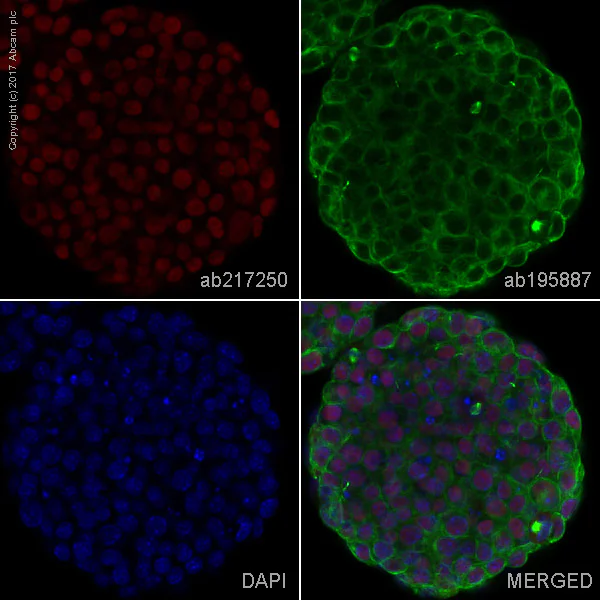 Immunocytochemistry/ Immunofluorescence - Alexa Fluor® 594 Anti-Oct4 antibody [EPR17980] (AB217250)