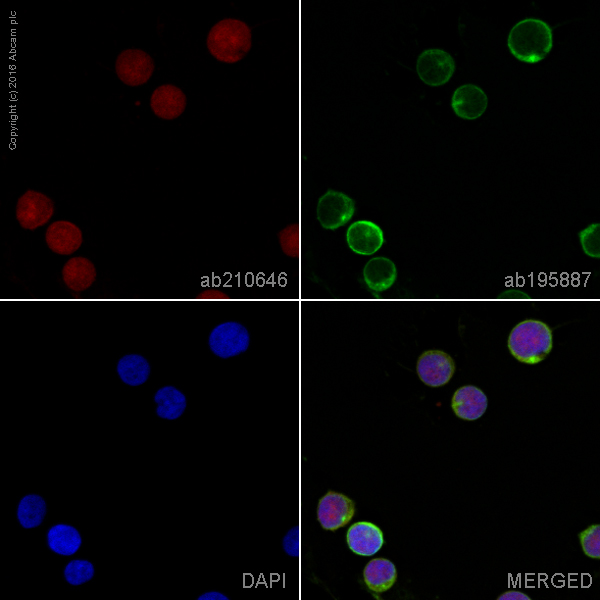 Immunocytochemistry/ Immunofluorescence - Alexa Fluor® 594 Anti-p38 alpha/MAPK14 antibody [E229] (AB210646), expandable thumbnail