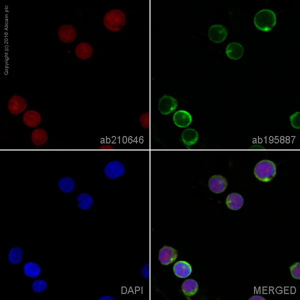 Immunocytochemistry/ Immunofluorescence - Alexa Fluor® 594 Anti-p38 alpha/MAPK14 antibody [E229] (AB210646)