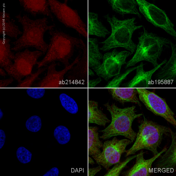Immunocytochemistry/ Immunofluorescence - Alexa Fluor® 594 Anti-p38 beta/MAPK11 + p38 alpha/MAPK14 antibody [Y122] (AB214842)