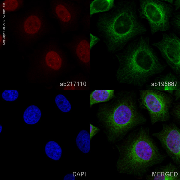 Immunocytochemistry/ Immunofluorescence - Alexa Fluor® 594 Anti-PBRM1/BAF180 antibody [EPR15860] (AB217110)