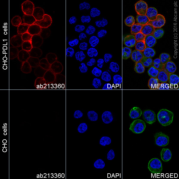 Immunocytochemistry/ Immunofluorescence - Alexa Fluor® 594 Anti-PD-L1 antibody [28-8] (AB213360), expandable thumbnail