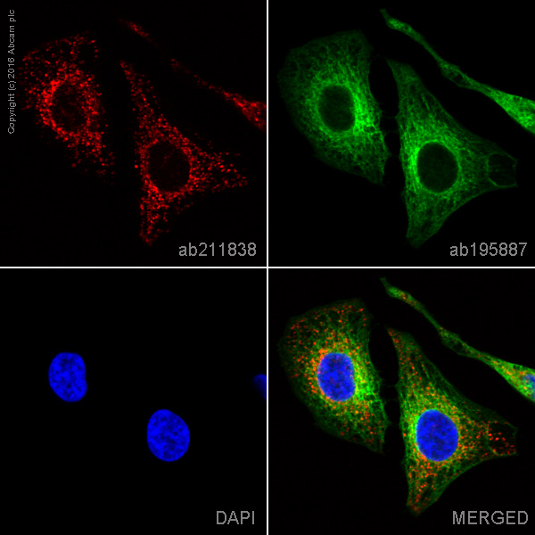 Immunocytochemistry/ Immunofluorescence - Alexa Fluor® 594 Anti-PDHB antibody [EPR11097(B)] (AB211838)