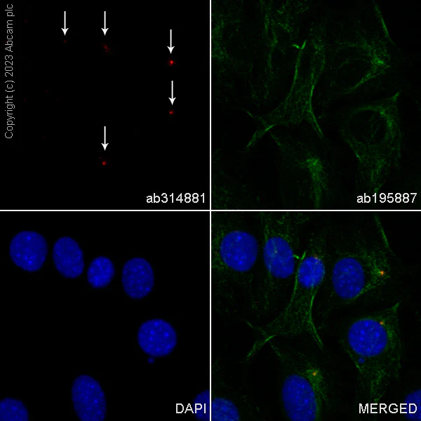 Immunocytochemistry/ Immunofluorescence - Alexa Fluor® 594 Anti-Pericentrin - Centrosome Marker antibody [EPR21987] (AB314881)