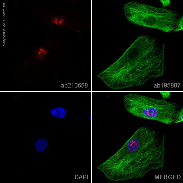 Immunocytochemistry/ Immunofluorescence - Alexa Fluor® 594 Anti-PHOX2B antibody [EPR14423] - C-terminal (AB210658)