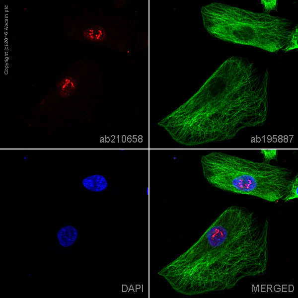 Immunocytochemistry/ Immunofluorescence - Alexa Fluor® 594 Anti-PHOX2B antibody [EPR14423] - C-terminal (AB210658)