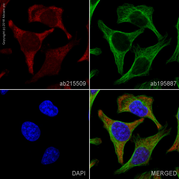 Immunocytochemistry/ Immunofluorescence - Alexa Fluor® 594 Anti-PI3 Kinase p110 beta antibody [EPR5515(2)] (AB215509)
