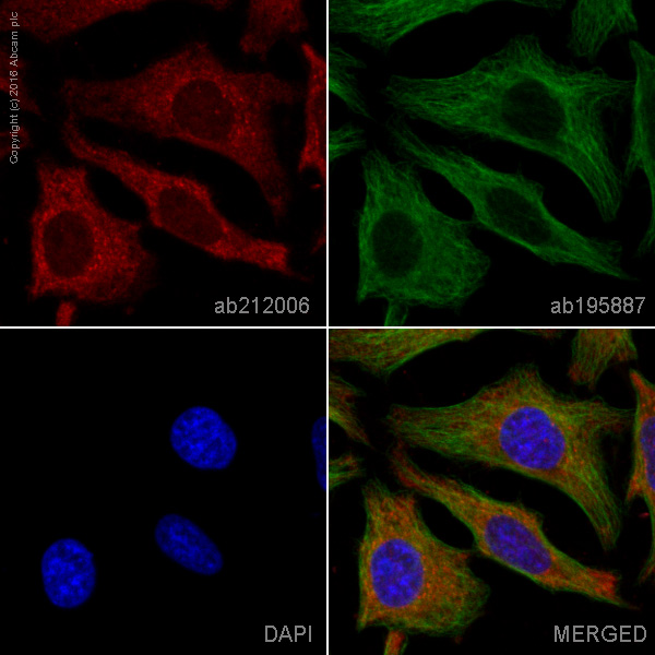 Immunocytochemistry/ Immunofluorescence - Alexa Fluor® 594 Anti-RAB8A antibody [EPR14873] - C-terminal (AB212006)