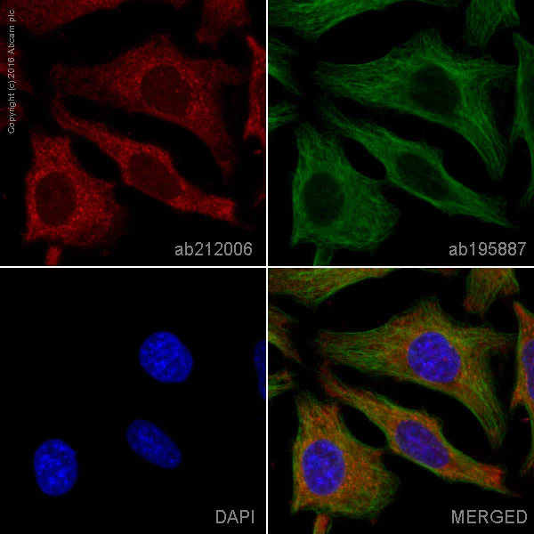 Immunocytochemistry/ Immunofluorescence - Alexa Fluor® 594 Anti-RAB8A antibody [EPR14873] - C-terminal (AB212006)