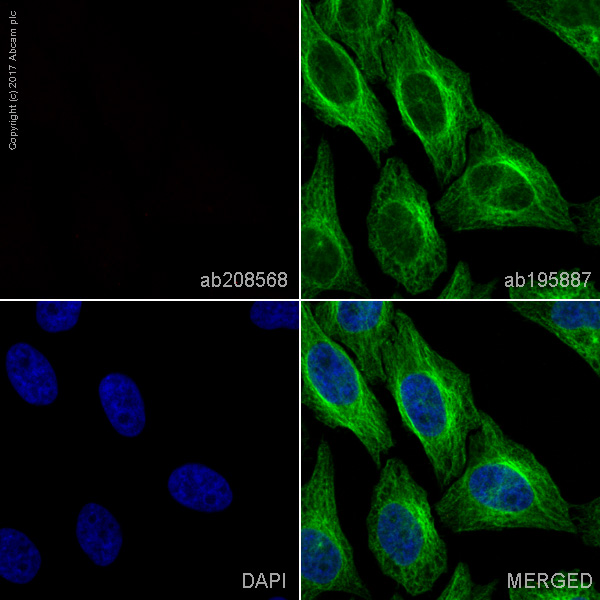Immunocytochemistry/ Immunofluorescence - Alexa Fluor® 594 Rabbit IgG, monoclonal [EPR25A] - Isotype Control (AB208568), expandable thumbnail