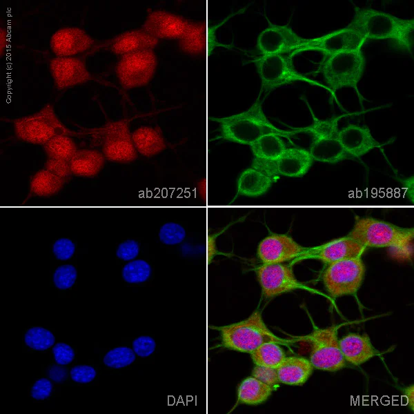Immunocytochemistry/ Immunofluorescence - Alexa Fluor® 594 Anti-RUNX1 / AML1+RUNX3+RUNX2 antibody [EPR3099] (AB207251)