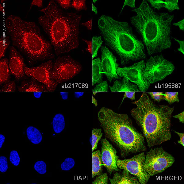 Immunocytochemistry/ Immunofluorescence - Alexa Fluor® 594 Anti-SCGB3A2 antibody [EPR11463] (AB217089)