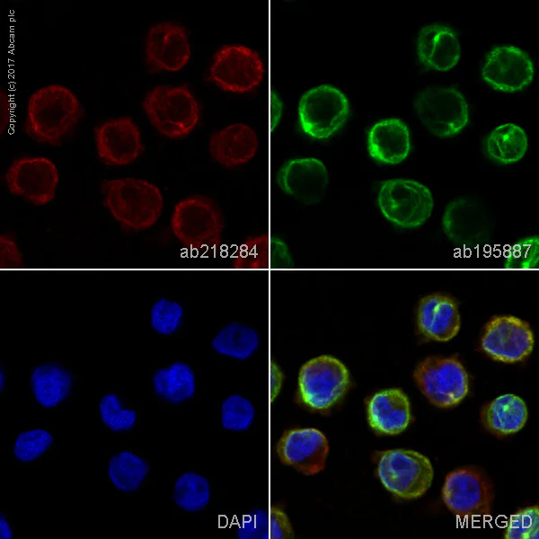 Immunocytochemistry/ Immunofluorescence - Alexa Fluor® 594 Anti-SDF1 antibody [EPR1216] (AB218284)