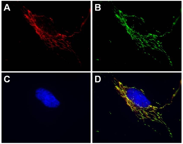 Immunocytochemistry/ Immunofluorescence - Alexa Fluor® 594 Anti-SDHA antibody [2E3GC12FB2AE2] (AB170172), expandable thumbnail