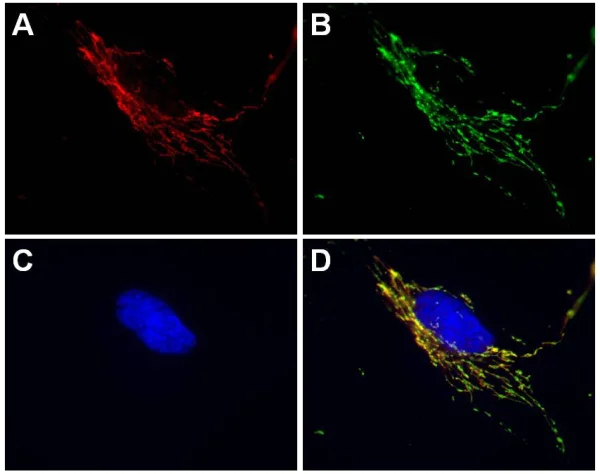 Immunocytochemistry/ Immunofluorescence - Alexa Fluor® 594 Anti-SDHA antibody [2E3GC12FB2AE2] (AB170172)
