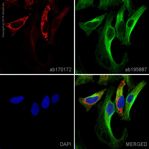 Immunocytochemistry/ Immunofluorescence - Alexa Fluor® 594 Anti-SDHA antibody [2E3GC12FB2AE2] (AB170172)