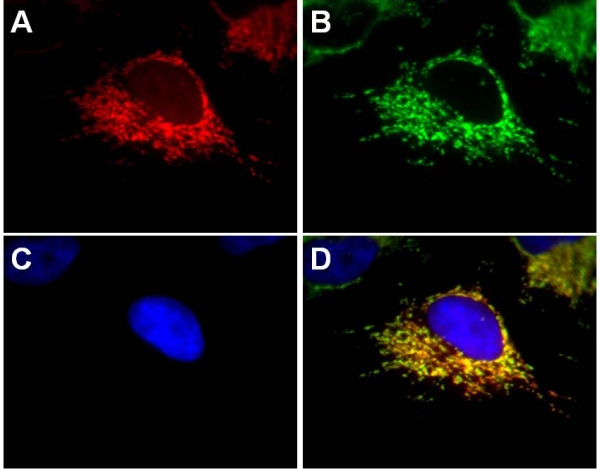 Immunocytochemistry/ Immunofluorescence - Alexa Fluor® 594 Anti-SDHA antibody [2E3GC12FB2AE2] (AB170172), expandable thumbnail