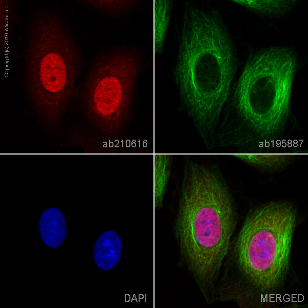 Immunocytochemistry/ Immunofluorescence - Alexa Fluor® 594 Anti-SHP2 antibody [Y478] (AB210616), expandable thumbnail