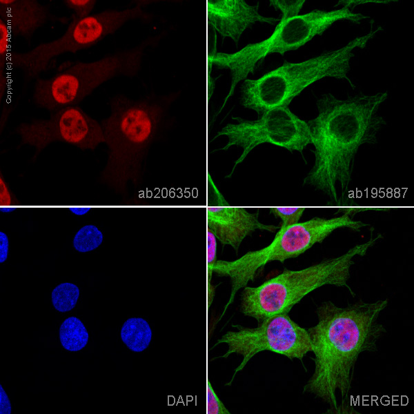 Immunocytochemistry/ Immunofluorescence - Alexa Fluor® 594 Anti-Smad3 antibody [EP568Y] (AB206350), expandable thumbnail