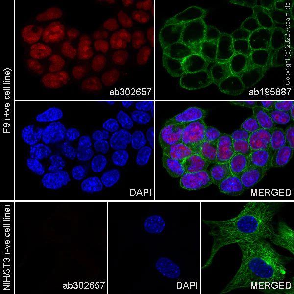 Immunocytochemistry/ Immunofluorescence - Alexa Fluor® 594 Anti-SOX2 antibody [EPR3131] (AB302657)