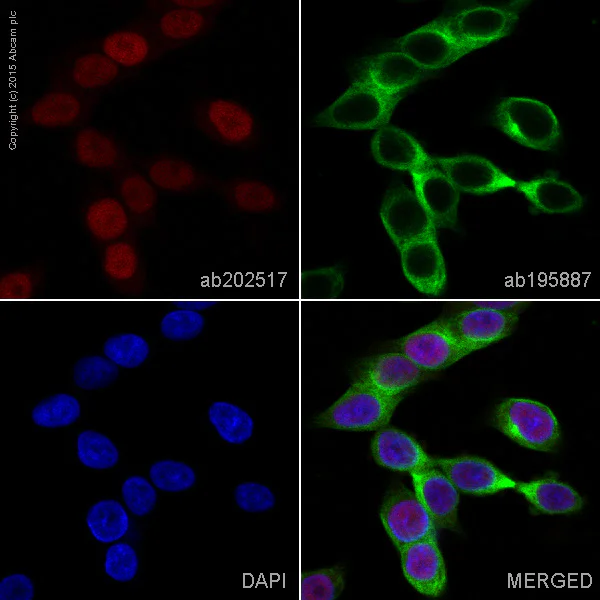 Immunocytochemistry/ Immunofluorescence - Alexa Fluor® 594 Anti-SOX9 antibody [EPR14335] (AB202517)