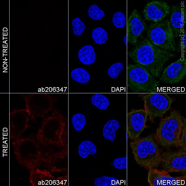 Immunocytochemistry/ Immunofluorescence - Alexa Fluor® 594 Anti-SRC Family (phospho Y418) antibody [EP503Y] (AB206347)