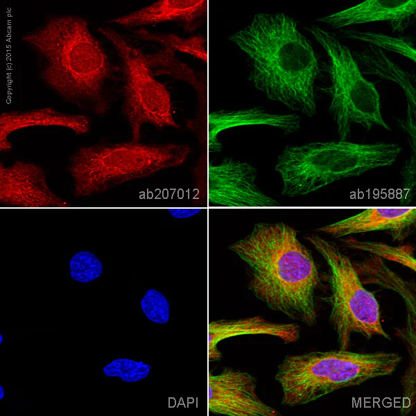 Immunocytochemistry/ Immunofluorescence - Alexa Fluor® 594 Anti-STAT6 antibody [YE361] (AB207012)
