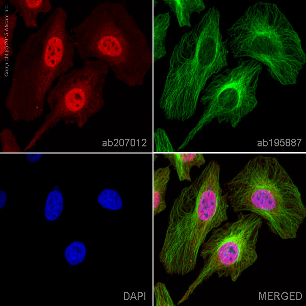 Immunocytochemistry/ Immunofluorescence - Alexa Fluor® 594 Anti-STAT6 antibody [YE361] (AB207012), expandable thumbnail