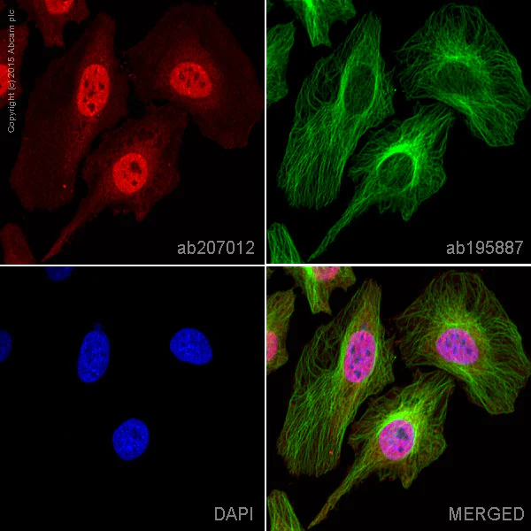 Immunocytochemistry/ Immunofluorescence - Alexa Fluor® 594 Anti-STAT6 antibody [YE361] (AB207012)